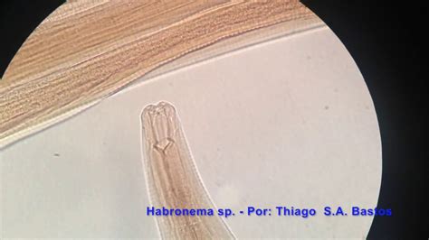 Habronema Sp Youtube