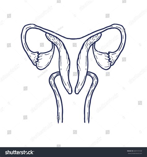 Vektor Stok Uterus Ovary Cervix Fallopian Tubes Isolated Tanpa Royalti