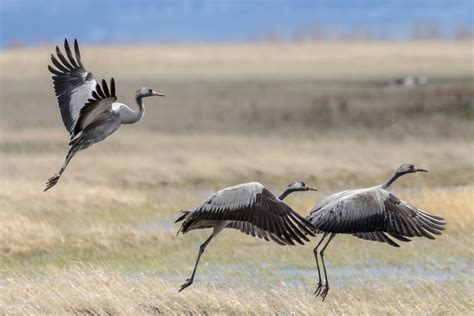Серый Журавль (Фото): Как выглядит, Где обитает, Чем питается и ...