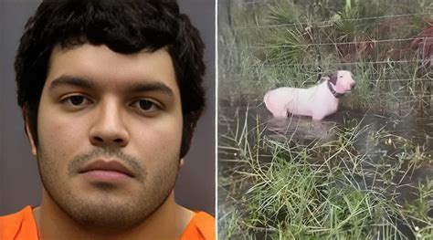 En Florida Hombre Es Detenido Por Abandonar A Su Perro