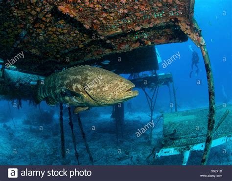 Goliath Grouper Structure High Resolution Stock Photography and Images ...