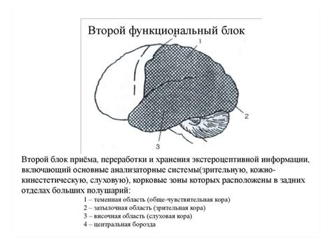 Мозг, как субстрат психических процессов. Теории системно ...