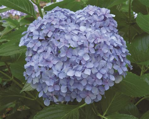 Les Hydrangées Hydrangea Jardin2m