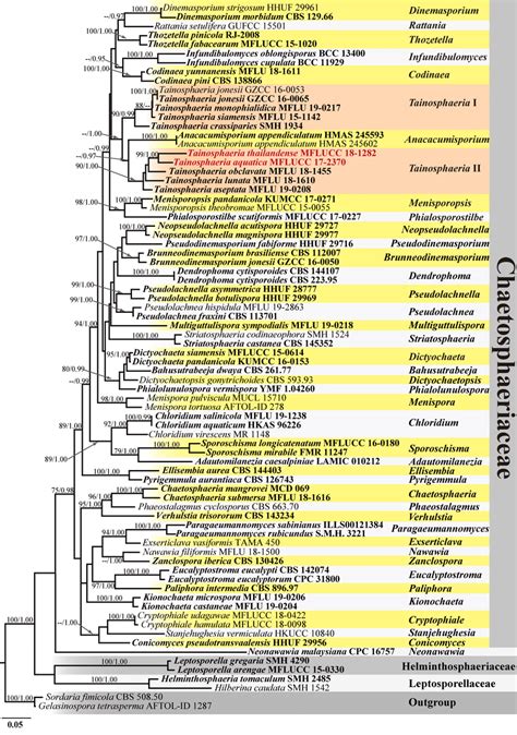 Phylogram Generated From Maximum Likelihood Analysis Raxml Based On