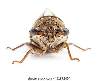 Adult Sheep Fly Oestrus Ovis Stock Photo 712616140 Shutterstock