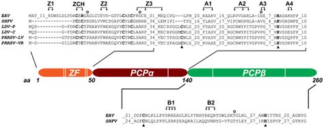 Domain Organization Of Eav Nsp1 The Partial Sequence Alignment Shows Download Scientific