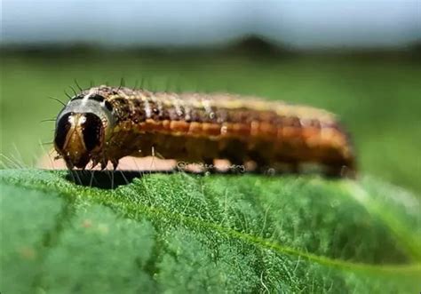 PREJUÍZO Conheça algumas lagartas que atacam os plantios de soja