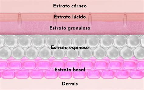 Estrato Espinoso Qué Es Características Histología Funciones