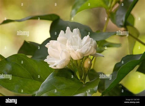 Arabian jasmine plant Stock Photo - Alamy