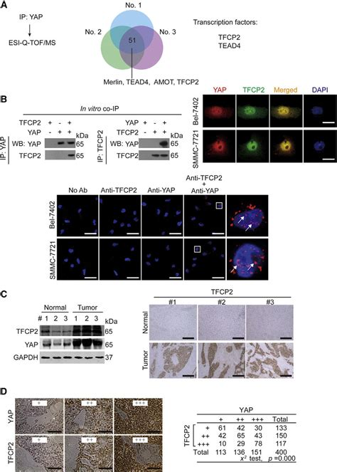 Close Correlation Between YAP And TFCP2 A MS Analysis Of YAP Binding