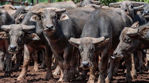 Nt Buffalo Industry Growing With Big Demand In South East Asia The