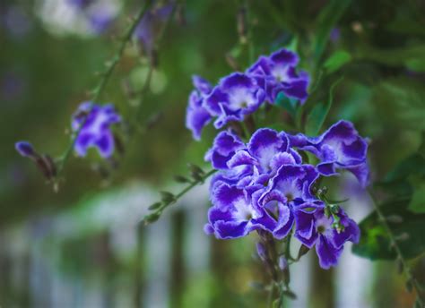 Images Gratuites Duranta fleur violet pétale Plante terrestre