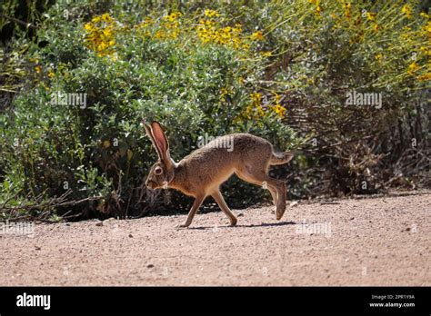 Black Tailed Jackrabbit Running Hi Res Stock Photography And Images Alamy