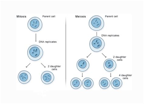 Perbedaan Mitosis Dan Meiosis Dalam Bentuk Tabel Duwus Hot Sex