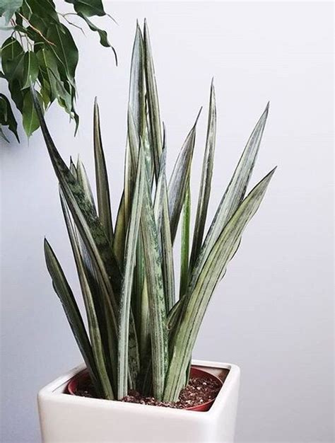 Sansevieria Trifasciata Bantels Sensation Care Images And Videos