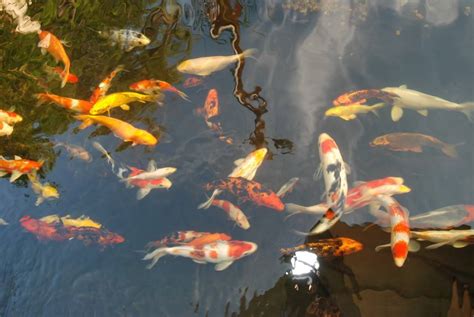 My 3000 Gallon Koi Pond