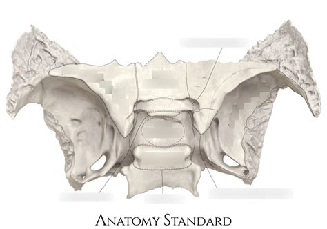 Diagram of Sphenoid bone (Top view) | Quizlet