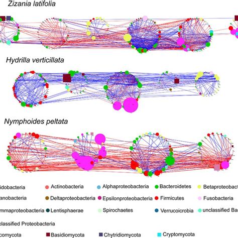 Species Species Association Networks Of Bacterial And Fungal Download Scientific Diagram