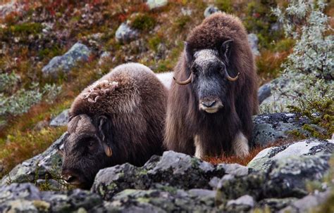 Dovrefjell Nat Park Norway Mytouristmaps