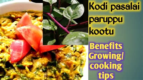 Kodi Pasalai Keerai Health Benefits Growing Procedures Cooking Method