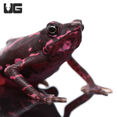 Purple Harlequin Toad (Atelopus barbotini) For Sale - Underground Reptiles