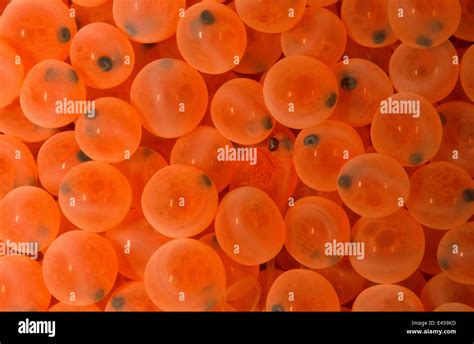 Rainbow Trout Salmo Gairdneri Oncorhynchus Mykiss Eggs In Hatchery