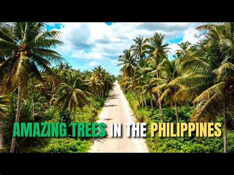 trees    philippines
