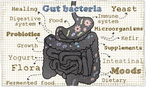The Microbiome and Celiac Disease: The Role Of Gut Bacteria - Amy