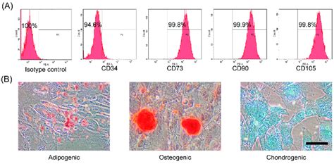 Characterization And Differentiation Capacity Of Human Amnion