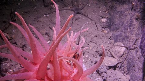 Crimson Anemone Feeding Youtube