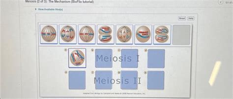 Solved Meiosis Of The Mechanism Bioflix Tutorial Chegg