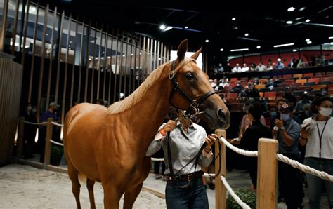 What is a yearling horse and when are they ready to race?