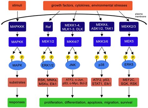 chapter  enzyme coupled receptors cross talking  aspects