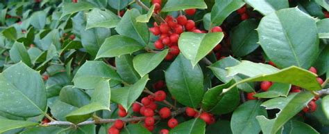 American Holly Ilex Opaca Maryland Dwarf