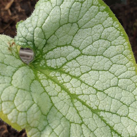 Hedgehog Plants Gardens