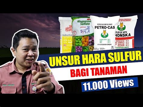 Manfaat Belerang Untuk Tanaman Yang Jarang Diketahui Wajib Dibaca