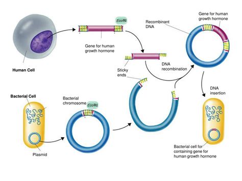 how to administer antibiotics through a picc line at home