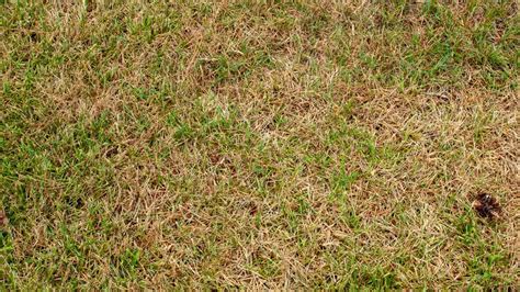 5 Best Lawn Fungicide For Brown Patch That Really Work