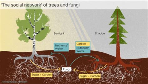 Trees Communicate With One Another Through The Underground Web