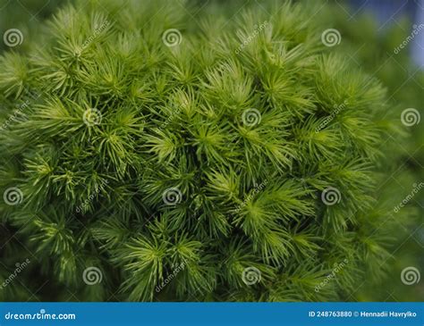 spring young evergreen juniper needles stock photo image  beautiful