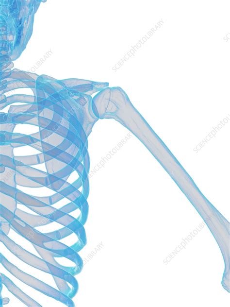 Male Skeletal System Illustration Stock Image F038 3654 Science Photo Library