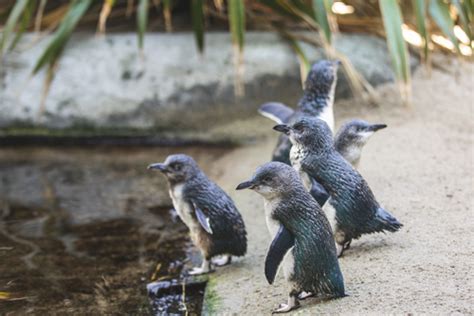 Animals & Exhibits | National Aquarium of New Zealand