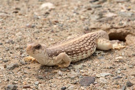 Desert Iguana Facts And Pictures