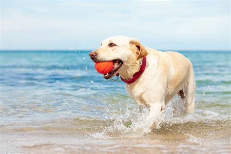 10 Best Dog-Friendly Beaches Near NYC To Visit This Summer