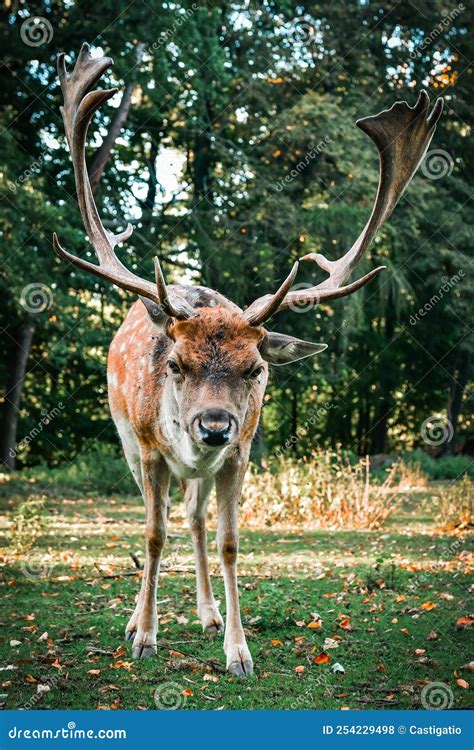 The European Fallow Deer Dama Dama With Large Antlers Grazes In The