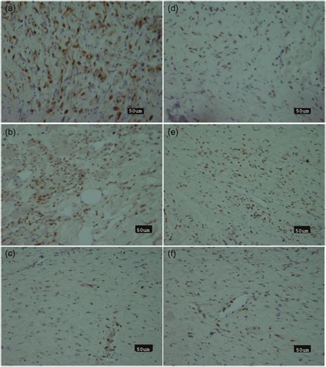 Immunohistochemistry Original Magnification 40Â Using Antibodies Download Scientific Diagram