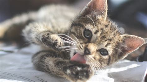 Cat Tongue Microscope