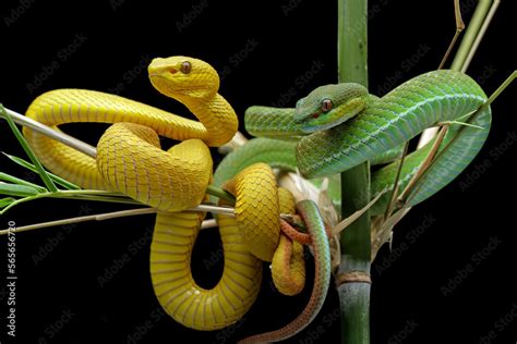 Yellow viper snake on branch, viper snake isolated on black background ...