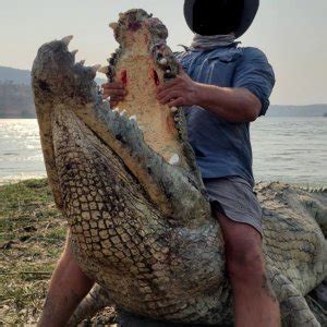 Crocodile Hunting | AfricaHunting.com