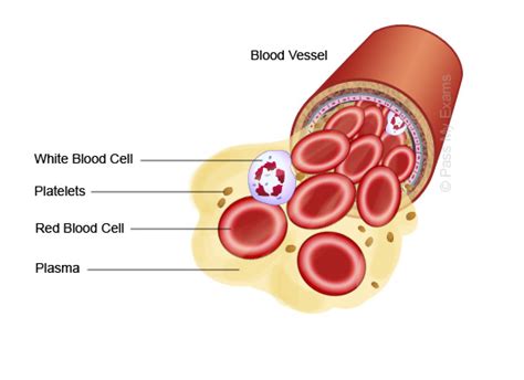 Blood Components Diagram To Label Blood Worksheet Components